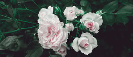 Delicate romantic flowers in garden for natural background. Nature backdrop