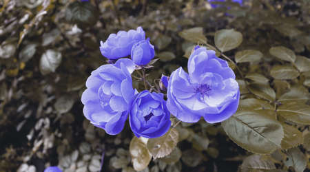 Beautiful delicate pink flowers background. Romantic flower in gardenの写真素材