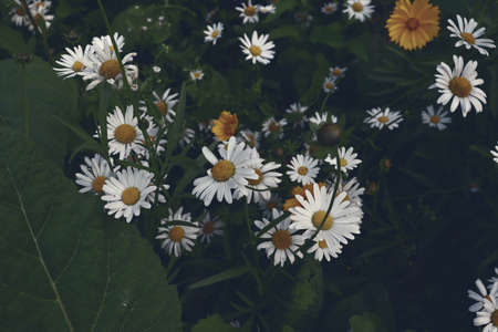 Beautiful chamomile flowers in garden for romantic banner concept. Natural flower background