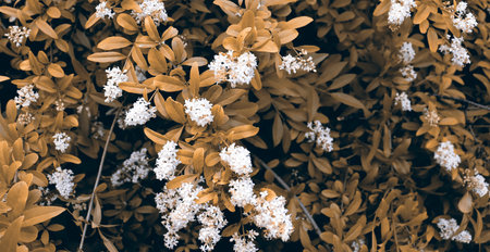Beautiful nature scene background with white flowers on branches. Natural wallpaper