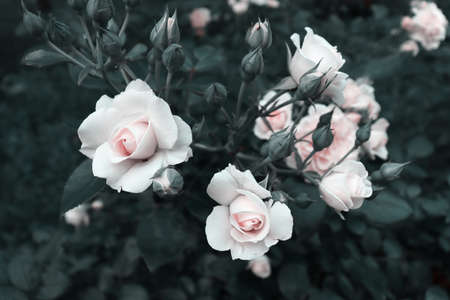 Beautiful natural banner concept. Delicate flowers on green branches. Romantic garden backgroundの写真素材
