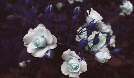 Beautiful natural banner concept. Delicate flowers on branches. Romantic garden backgroundの写真素材