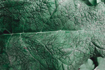 Green detail leaf texture. Beautiful burdock leaves backgroundの写真素材