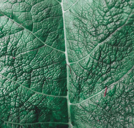 Beautiful green garden with plants. Burdock leaf textureの写真素材