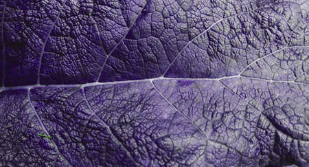 Abstract detail leaf texture. Beautiful burdock leaves backgroundの写真素材
