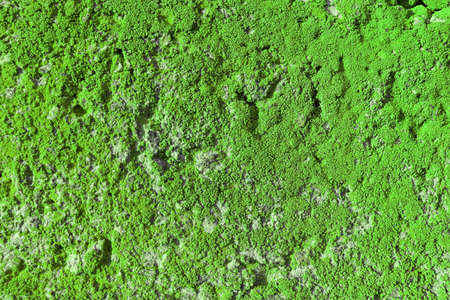 Abstract moss on concrete slab surface. Cement wall texture. Old crack building background