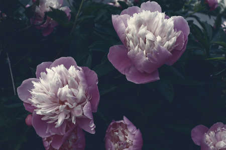Beautiful delicate peonies blossom background for banner concept. Romantic nature wallpaper