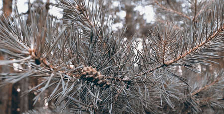 Beautiful pine forest nature backdrop. Branch with cone and needles backgroundの写真素材