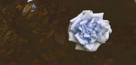 Beautiful flowers background. Delicate roses in romantic garden