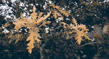 Beautiful yellow leaves texture. Nature background with oak tree