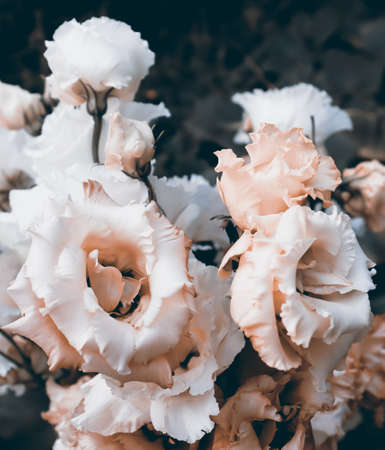 Beautiful colorful flowers background. Romantic blossom flower backdropの写真素材