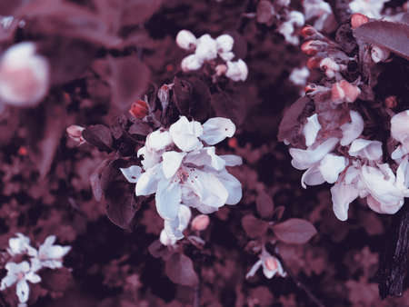 Natural blossom flower background. Beautiful nature scenic wallpaper. Apple tree with bloom flowers
