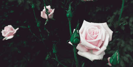 Beautiful nature scenic backdrop with romantic blossom flower. Rose backgroundの写真素材