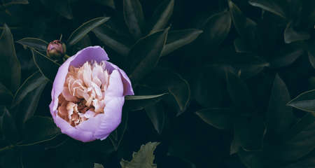 Beautiful nature scenic backdrop with romantic blossom flower. Peonies backgroundの写真素材