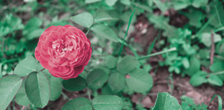 Floral wallpaper with delicate nature. Beautiful flower background in gardenの写真素材