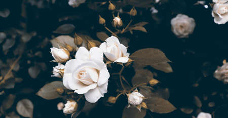 Delicate flowers in dark romantic garden. Nature background with plantsの写真素材