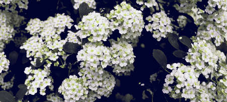Beautiful white blossom flowers in grove background. Flowers wallpaperの写真素材