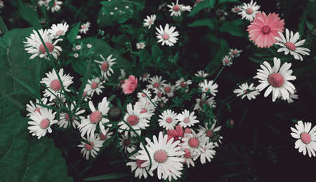 Beautiful garden with colorful chamomiles flowers. Delicate nature scenic background