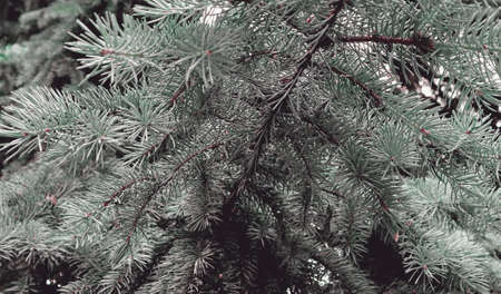 Beautiful green pine tree texture. Art design decor for holiday background. Nature scenic backdrop
