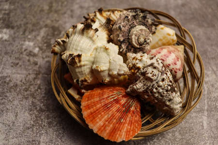 Old weathered conch shell background. Tropical sea conch wallpaper
