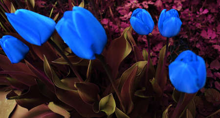 Beautiful garden background with flowers. Delicate flower wallpaperの写真素材