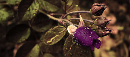 Beautiful romantic flower background with water drops on leavesの写真素材
