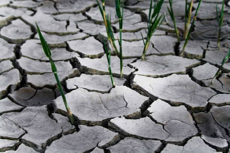 Reeds growing through cracks in the ground