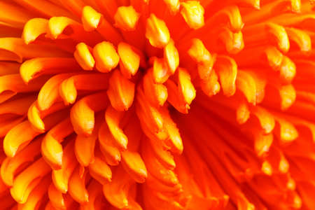 Orange flower closeup with lots of detailsの写真素材