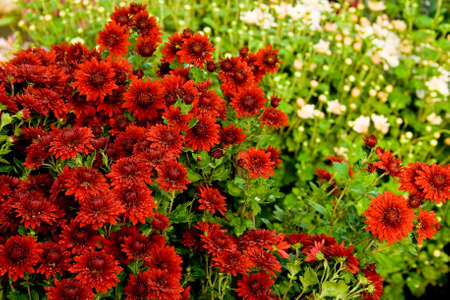 Many beautiful flowers covered with moisture after rain