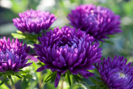 Beautiful flower garden with a blurred backgroundの写真素材