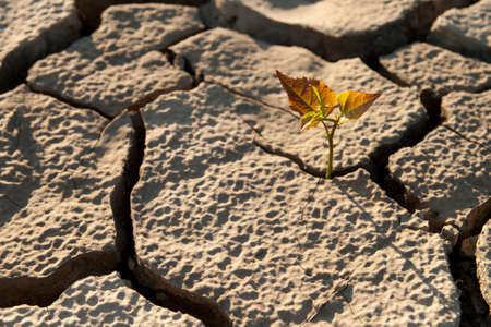 Cracked by the heat long lifeless soilの写真素材