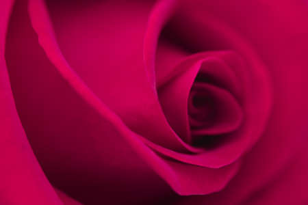 Macro flower beautiful rose for a background imageの写真素材