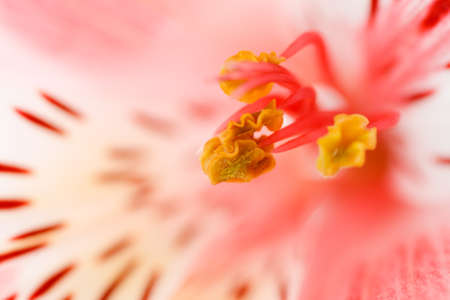 Macro beautiful flower to the background image with a blurred backgroundの写真素材