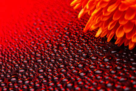 Beautiful drops of water close to the orange flowerの写真素材