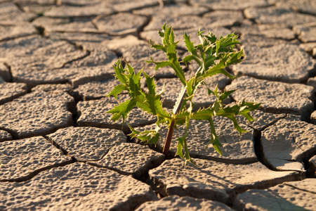 Cracked by the heat long lifeless soil