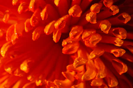 Orange flower closeup with lots of detailsの写真素材