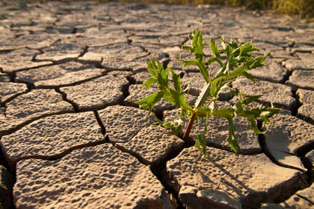 Cracked by the heat long lifeless soilの写真素材