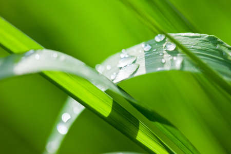 Beautiful fresh and juicy green grassの写真素材