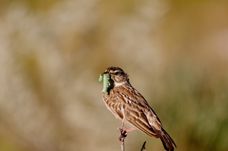 Vogel met rups in mondの写真素材