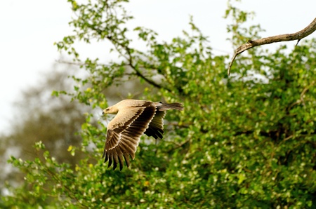 Tawny Eagle