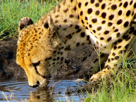 Cheetah drinkingの写真素材