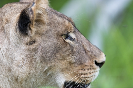A lioness in the morning  close の写真素材