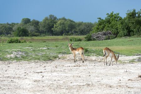 Two Red Lechwe sの写真素材