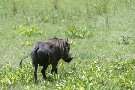 A warthog grazing	の写真素材