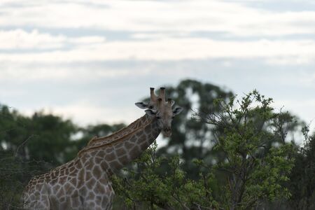 Two giraffes facing the cameraの写真素材