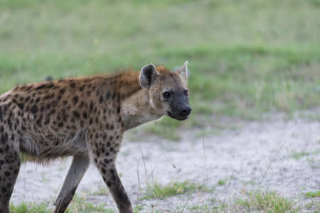 A young Hyena on the moveの写真素材