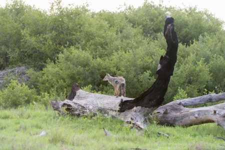 Side Striped Jackal on a dead treeの写真素材