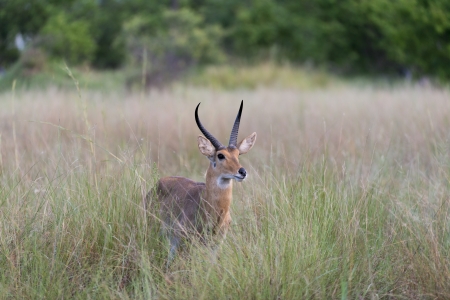 Red Lechwe in the tall grassの写真素材