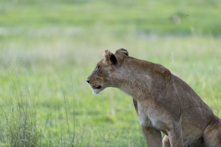 Lioness in the afternoonの写真素材