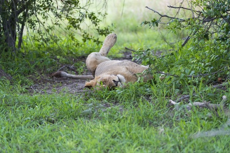 A young male lion relaxingの写真素材